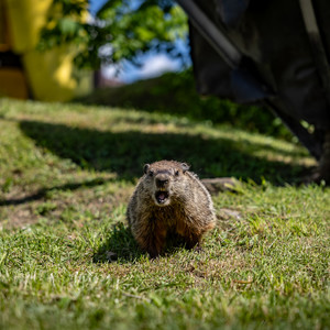 Creek Mascot. Chuck being Chuck